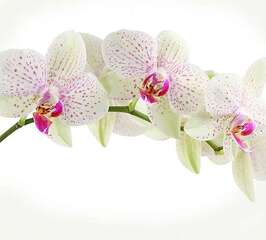 Фотопанно Divino Орхидея веточка (C-394)